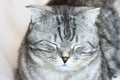 Portrait of grey scottish fold cat with beautiful patterns. Tabby shorthair kitten. Cats concept. Pet friend