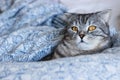 Portrait of grey scottish fold cat with beautiful patterns. Tabby shorthair kitten. Big yellow eyes. A beautiful background Royalty Free Stock Photo