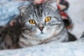 Portrait of grey scottish fold cat with beautiful patterns. Tabby shorthair kitten. Big yellow eyes. A beautiful background Royalty Free Stock Photo