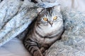 Portrait of grey scottish fold cat with beautiful patterns. Tabby shorthair kitten. Big yellow eyes. A beautiful background