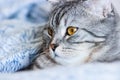 Portrait of grey scottish fold cat with beautiful patterns. Tabby shorthair kitten. Big yellow eyes. A beautiful background Royalty Free Stock Photo