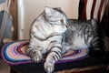 Portrait of grey scottish fold cat with beautiful patterns. Tabby shorthair kitten. Cats concept. Pet friend