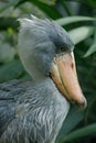 Portrait of grey shoebill, Balaeniceps rex, hidden in green vegetation. Prehistoric stork showing huge bill. Closeup of rare bird