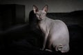 Portrait of a grey sphynx cat Royalty Free Stock Photo