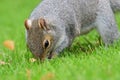 Eastern grey squirrel sciurus carolinensis Royalty Free Stock Photo
