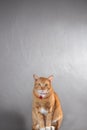 Portrait of  grey striped cat Royalty Free Stock Photo