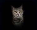 Portrait of a Grey stripped Tabby mixed-breed cat on black Royalty Free Stock Photo