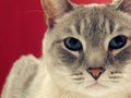 Portrait of a Grey Tabby Cat Royalty Free Stock Photo