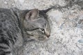 Portrait grey tabby cat. Royalty Free Stock Photo