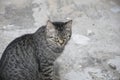 Portrait grey tabby cat. Royalty Free Stock Photo