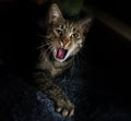 Portrait of a grey tabby cat with open mouth in front of dark background Royalty Free Stock Photo
