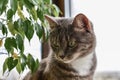 Portrait  of grey tabby cat Royalty Free Stock Photo