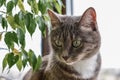 Portrait  of grey tabby cat Royalty Free Stock Photo