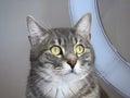 Portrait of a Grey Tabby Cat with Striking Green Eyes and White Whiskers in a Home Setting Royalty Free Stock Photo