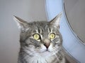 Portrait of a Grey Tabby Cat with Striking Green Eyes and White Whiskers in a Home Setting Royalty Free Stock Photo