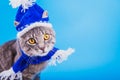 Grey tabby cat wearing blue New year hat with scarf on blue background Royalty Free Stock Photo