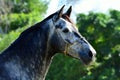 Portrait of grey warmblood horse Royalty Free Stock Photo