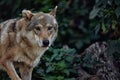 Portrait of a grey wolf Canis Lupus, a close-up photo of a predator Royalty Free Stock Photo