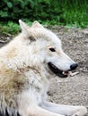 Portrait  of Grey Wolf. Captive animal. Beautiful Wolf. Beautiful summer  landscape, wolf in forest, winter scenery with big preda Royalty Free Stock Photo