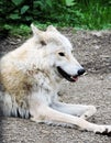 Portrait  of Grey Wolf. Captive animal. Beautiful Wolf. Beautiful summer  landscape, wolf in forest, winter scenery with big preda Royalty Free Stock Photo