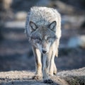 Portrait of grey wolf in the forest