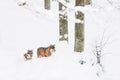 Portrait grey wolf in the snow Royalty Free Stock Photo