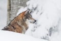 Portrait grey wolf in the snow Royalty Free Stock Photo