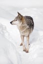 Portrait of grey wolf standing in deep winter snow Royalty Free Stock Photo