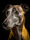 Portrait of a greyhound dog on a black background