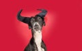 Portrait greyhound dog celebrating halloween, carnival or new year. Isolated on red or magenta background