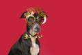 Portrait greyhound dog celebrating new year with a costume. Isolated on red or magenta background