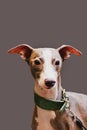 Portrait greyhound dog pet looking at camera Isolated on grey background.