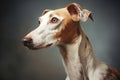 Portrait of a greyhound dog