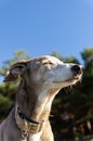 Portrait of a greyhound with forest in background