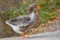 Portrait of a landaise goose Royalty Free Stock Photo