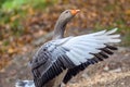 Portrait of a landaise goose with flapping wings Royalty Free Stock Photo