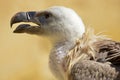 Portrait of griffon vulture with open beak Royalty Free Stock Photo