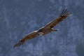 Portrait of a griffon vulture perched on the edge of a cliff, RÃÂ©muzat, France