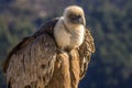 Portrait of a griffon vulture perched on the edge of a cliff, RÃÂ©muzat, France