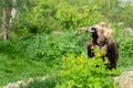 Portrait of a Griffon vulture standing on the ground Royalty Free Stock Photo