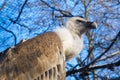 Portrait of a griffon vulture in a volier