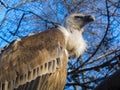 Portrait of a griffon vulture in a volier