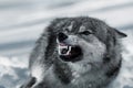 Portrait of the grinning wolf in winter Royalty Free Stock Photo