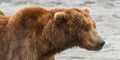 Portrait of a Grizzly Bear at Katmai National Park, Alaska