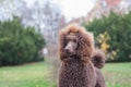 Portrait of a groomed furry adorable brown hair standard poodle