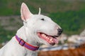 Portrait of groomed white bull terrier in nature looks distance teeth