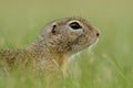 Portrait of a Ground Squirrel