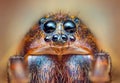 Scary portrait of Ground wolf spider, Trochosa terricola, close up macro photo