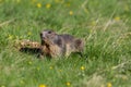 Portrait of groundhog Marmota monax in grassland Royalty Free Stock Photo