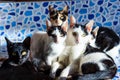 Portrait of Group Adorable breed thai kittens